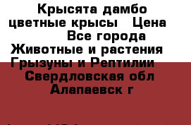 Крысята дамбо цветные крысы › Цена ­ 250 - Все города Животные и растения » Грызуны и Рептилии   . Свердловская обл.,Алапаевск г.